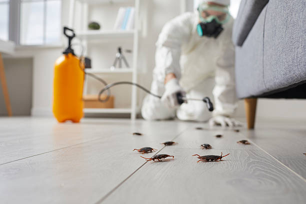 Commercial Rodent Management in Amesti